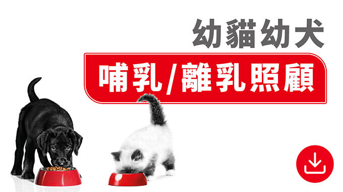幼貓幼犬哺乳，離乳照顧。