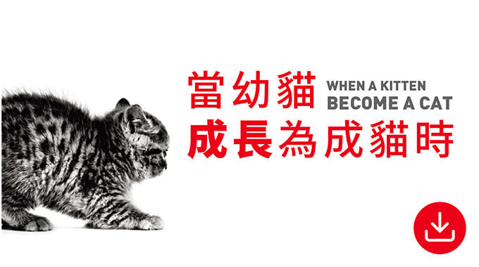 當幼貓成為成貓時。