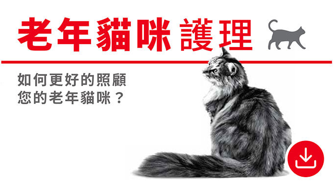 老年貓咪護理。