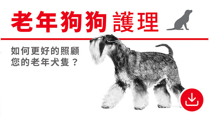 老年狗狗護理。