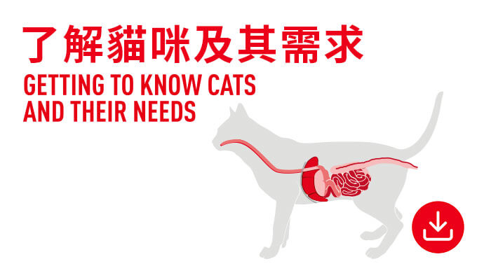 了解貓咪及其需求。