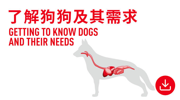 了解狗狗及其需求。