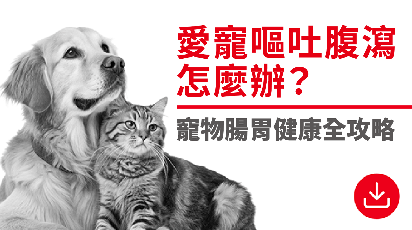 愛寵嘔吐腹瀉怎麼辦？ 寵物腸胃健康全攻略！